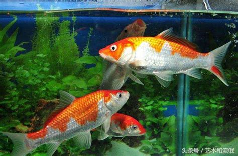 魚的數量 風水|養風水魚數量攻略：命格五行對應養魚條數 